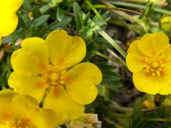 conference fleurs